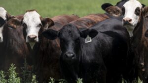 O Retorno do Screwworm: Como o USDA Está Lidando com a Ameaça à Cadeia Alimentar